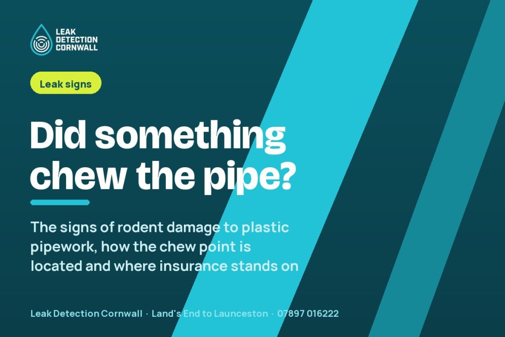Could Mice or Rats Have Chewed a Pipe? Signs of Rodent Damage | Leak Detection Cornwall